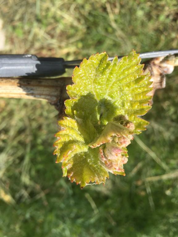 Zweytick Gaestezimmer Weingut Ratsch an der Weinstrasse Ngoại thất bức ảnh